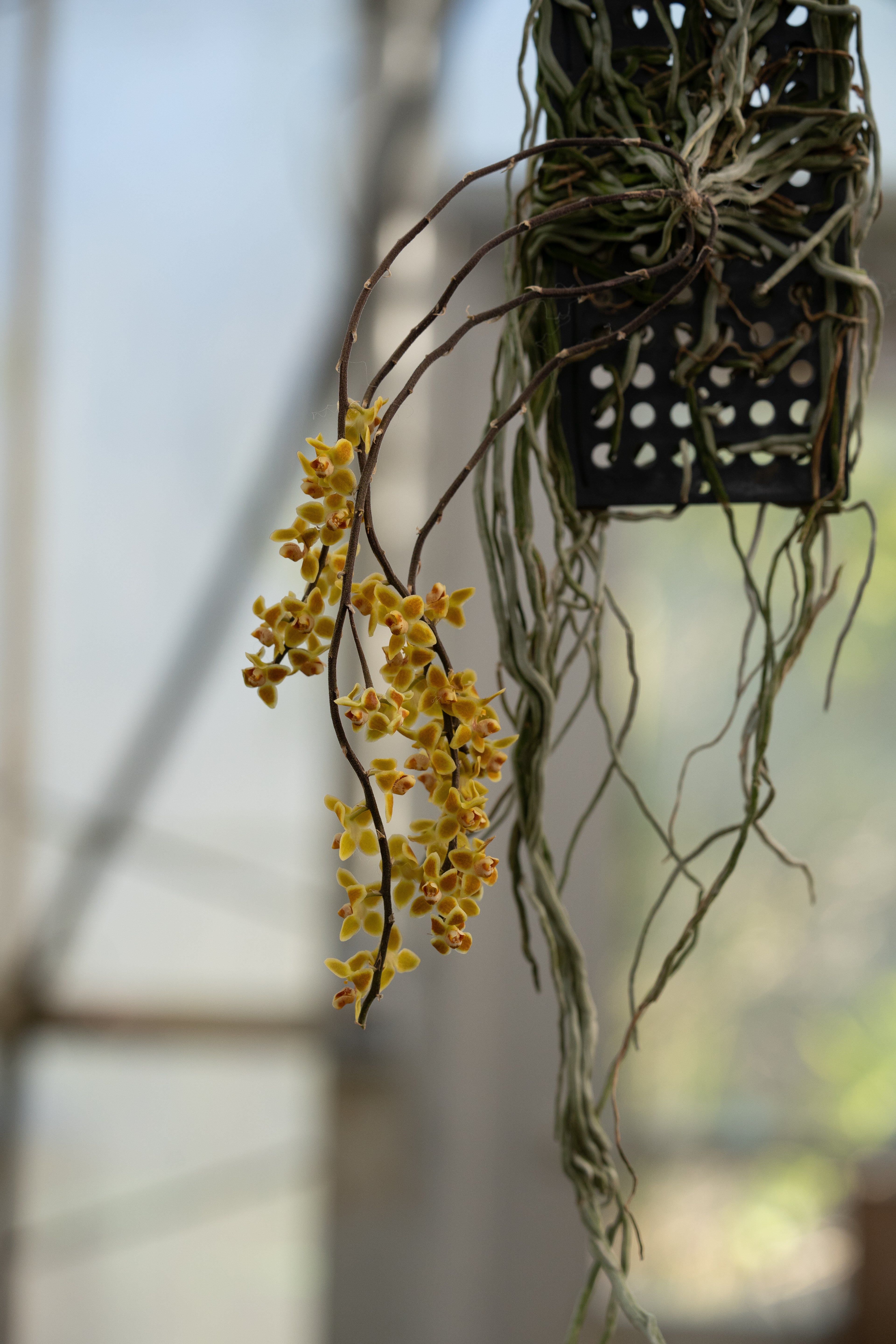 Chiloschista sp Hybrid