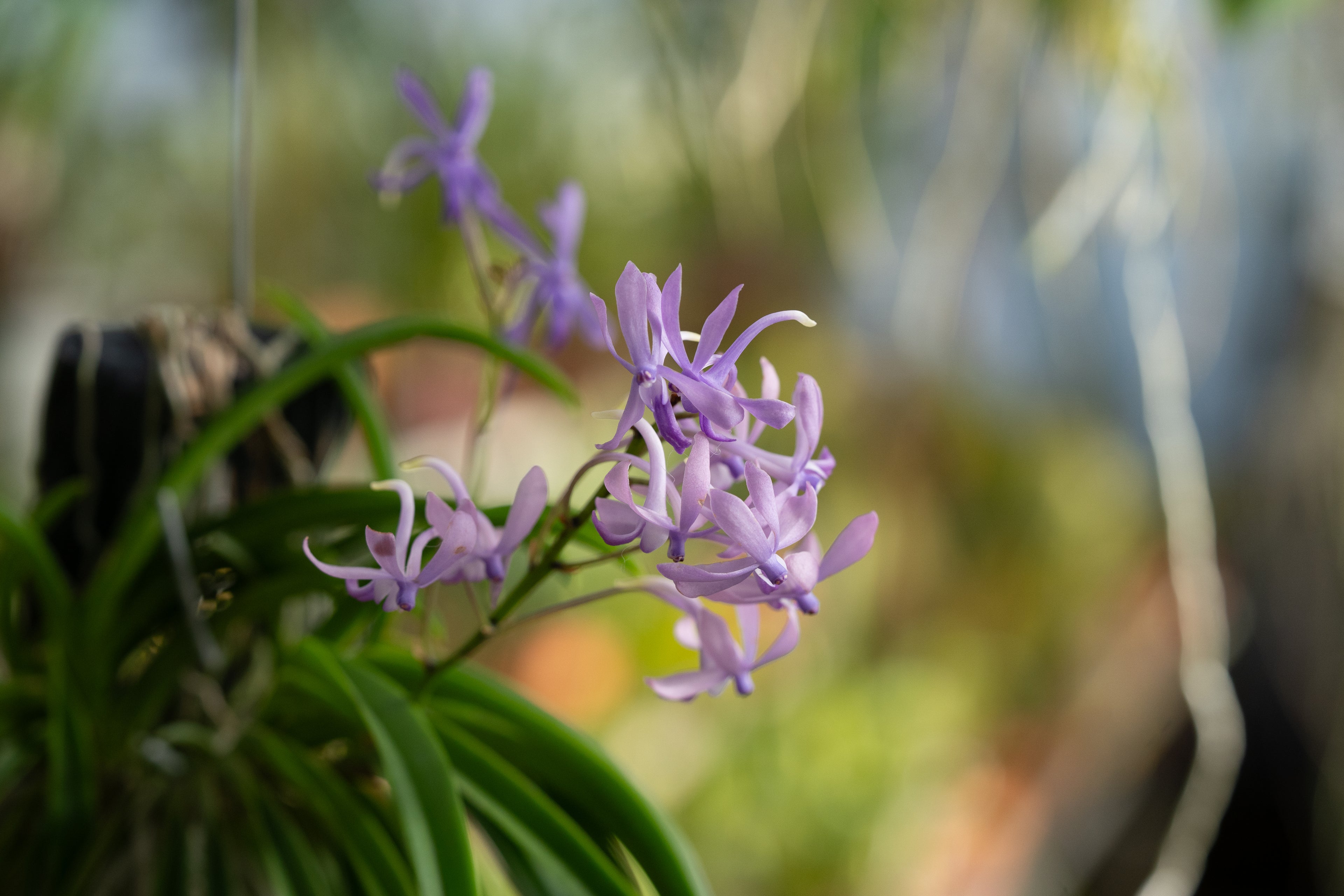 Vandachostylis charm