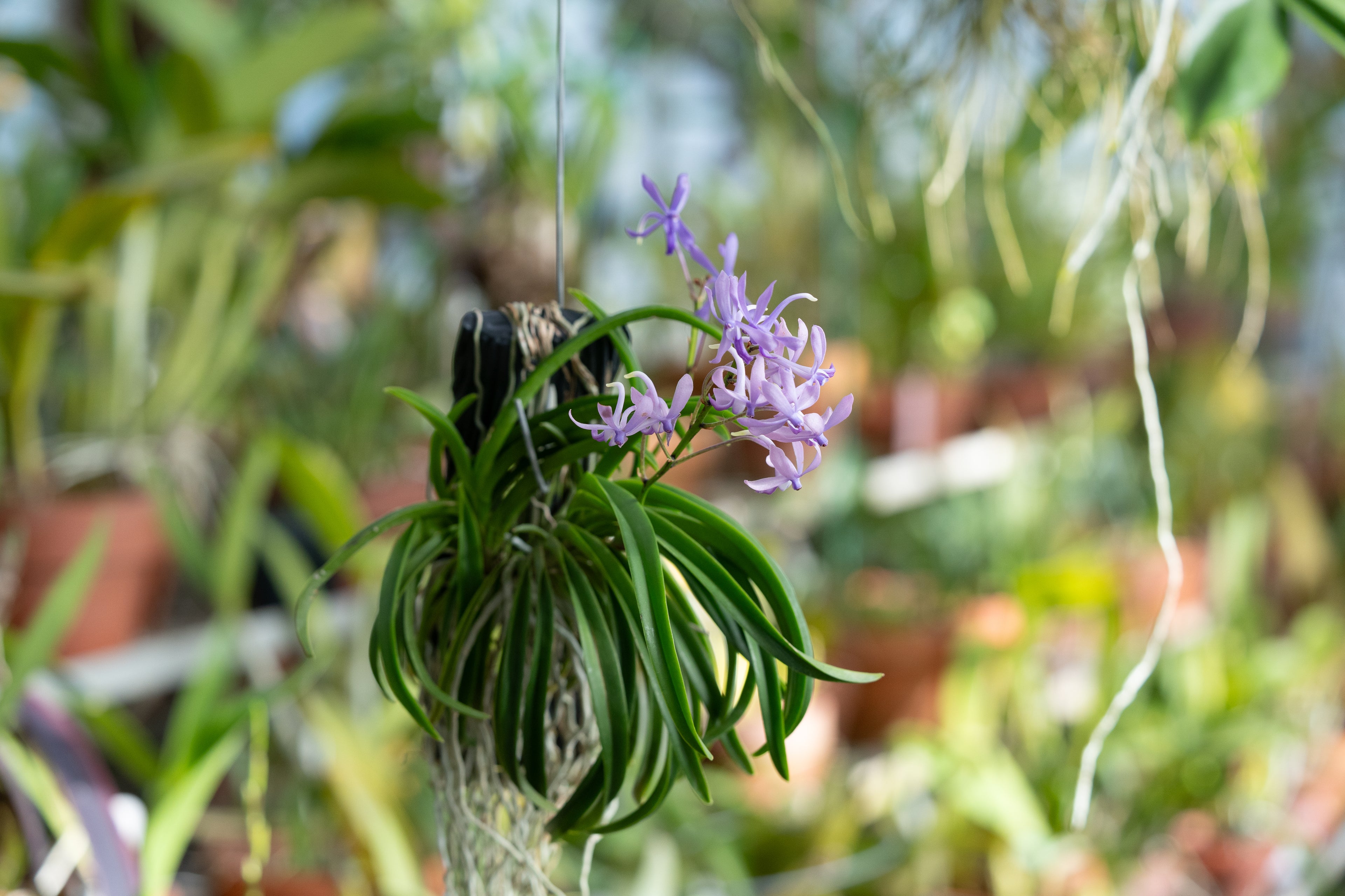 Vandachostylis charm