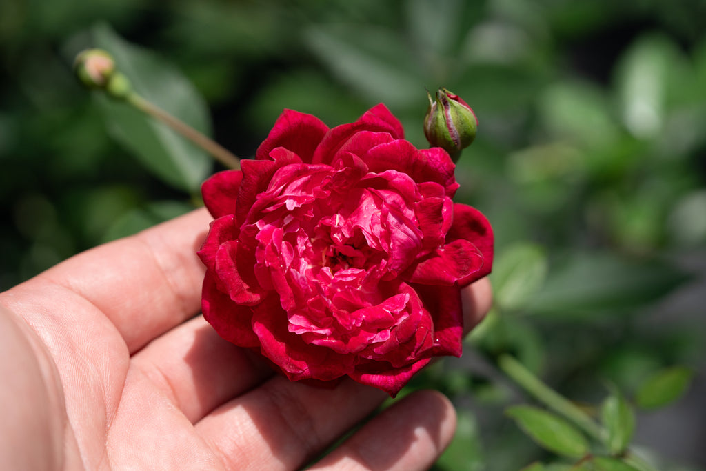 Rosa 'Louis Philippe'