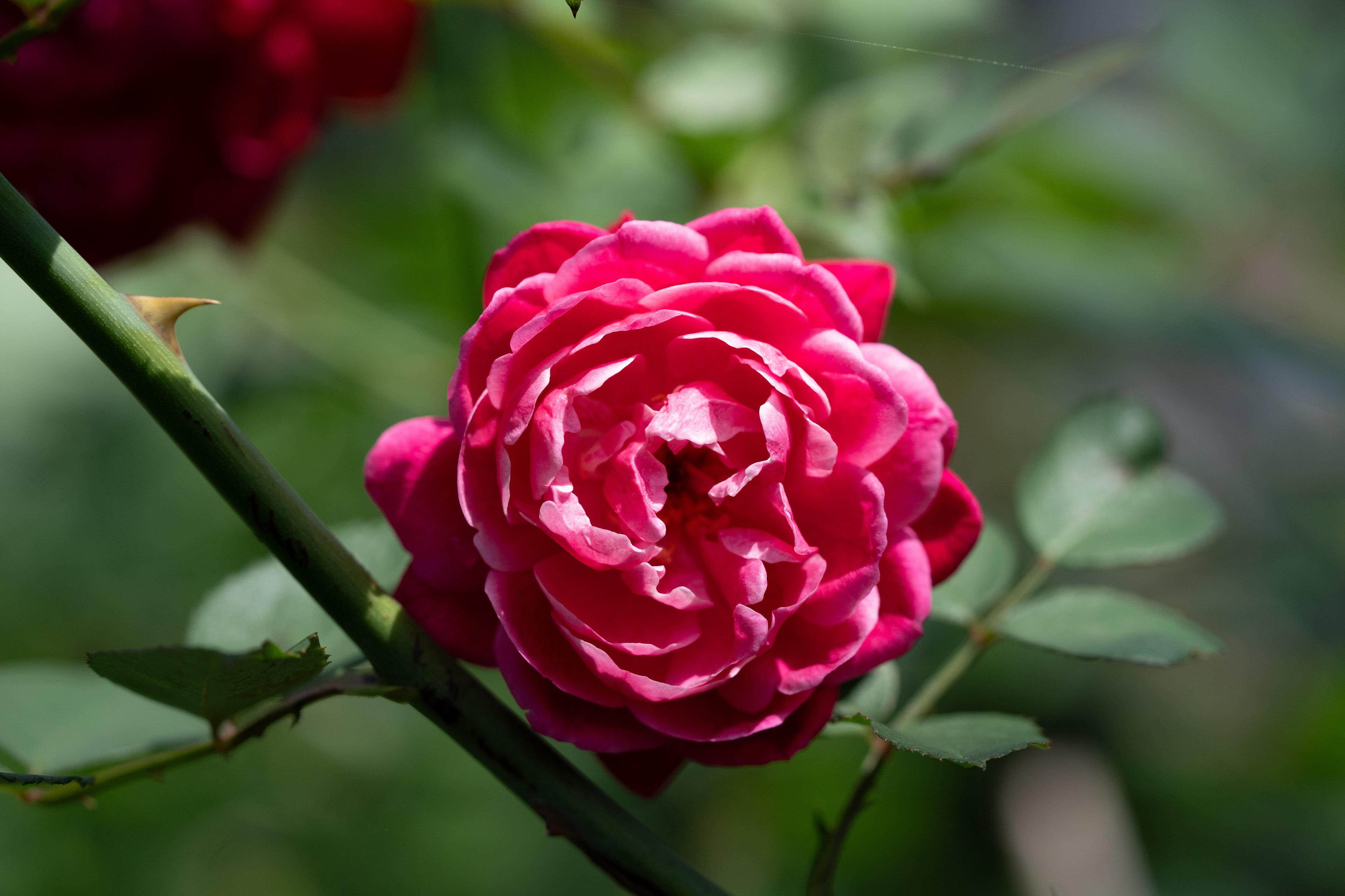 Rosa 'Louis Philippe'