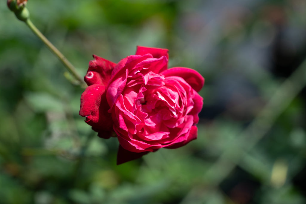 Rosa 'Louis Philippe'