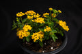 Lantana depressa