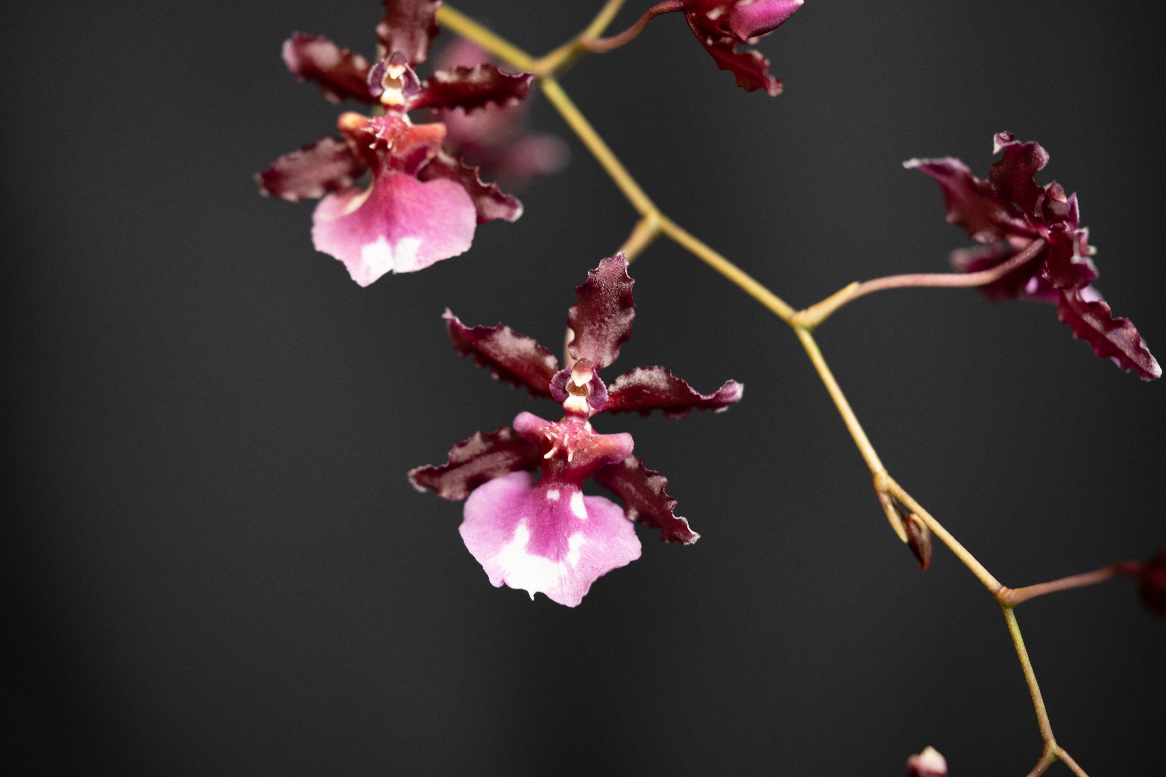 Oncidium ‘Sharry Baby Red Fantasy’