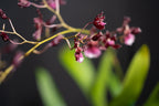 Oncidium ‘Sharry Baby Red Fantasy’