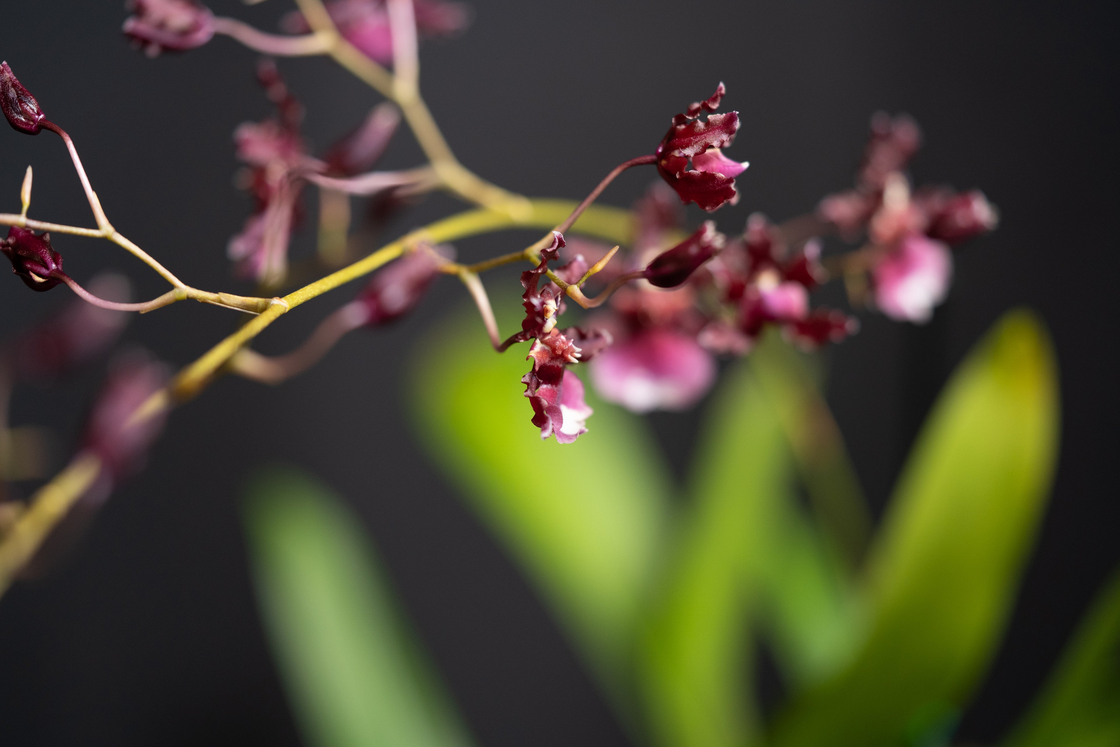 Oncidium ‘Sharry Baby Red Fantasy’