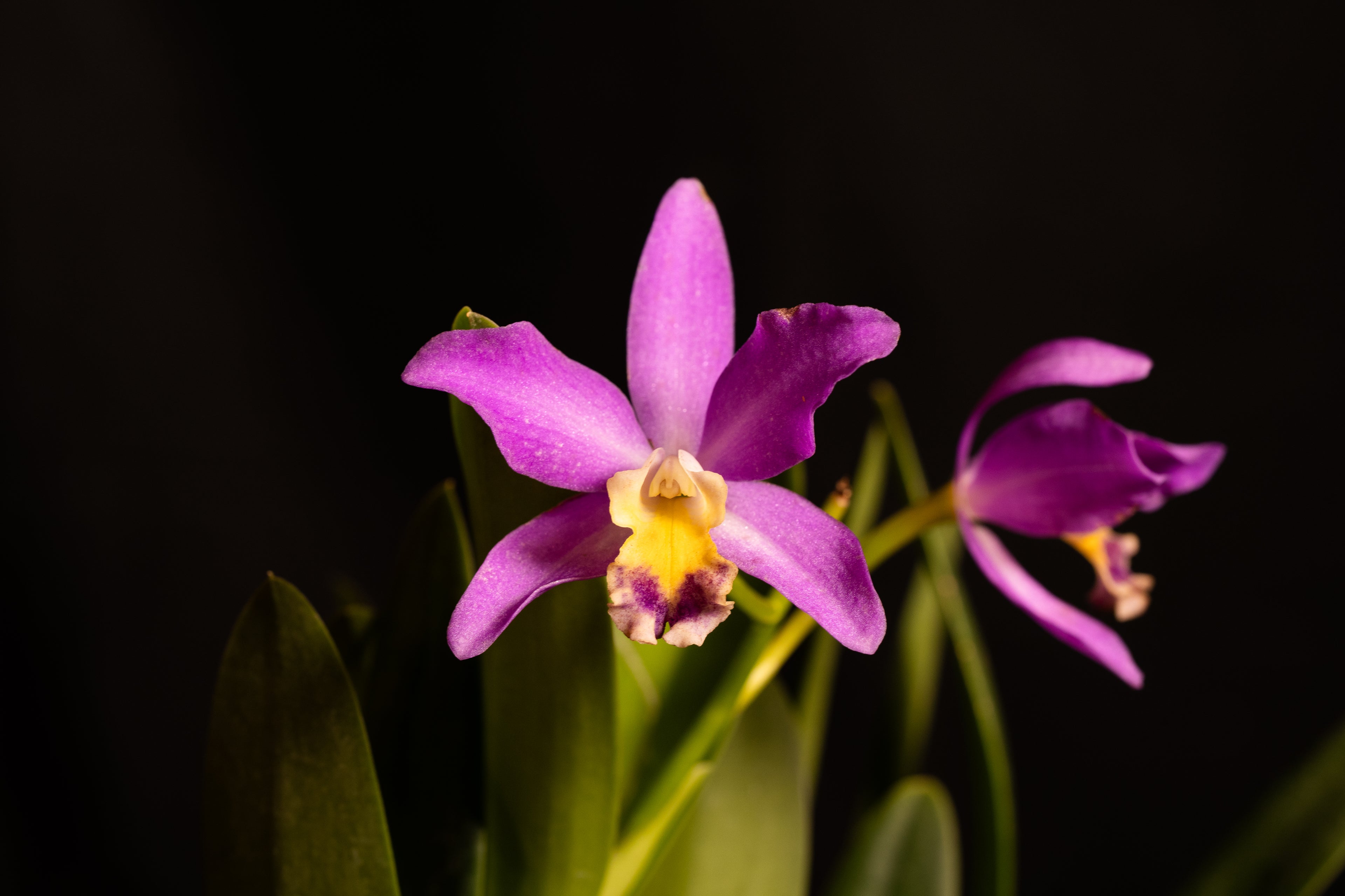 Cattleya Hybrid