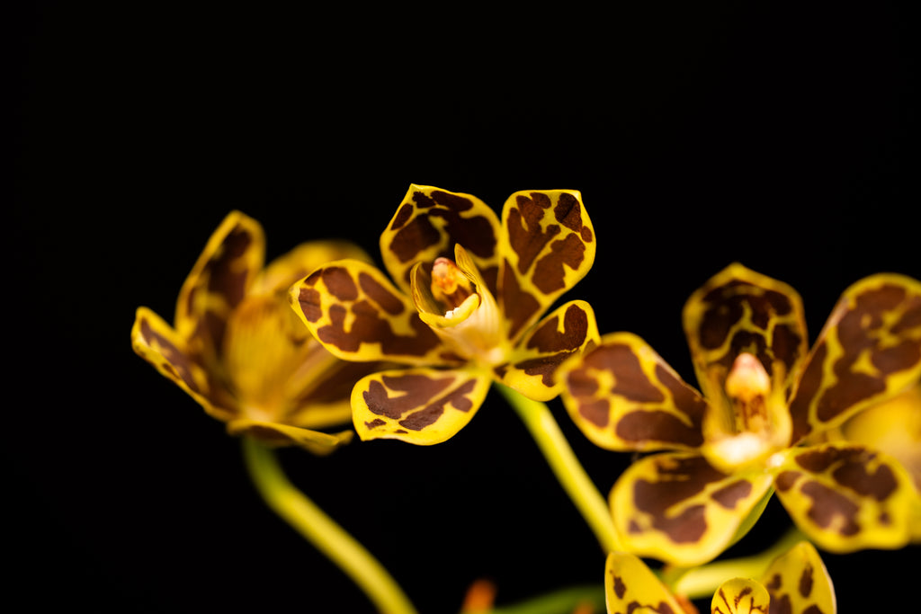 Grammatophyllum scriptum - Dwarf Form