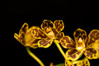 Grammatophyllum scriptum - Dwarf Form