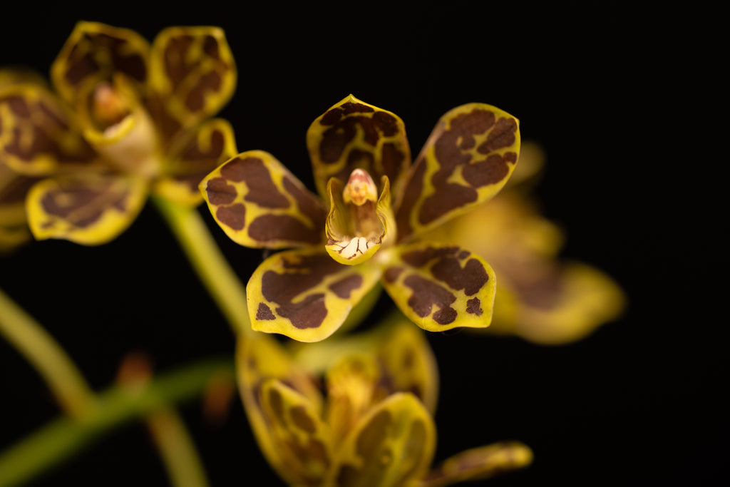 Grammatophyllum scriptum - Dwarf Form