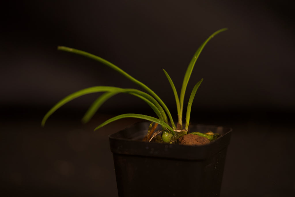 Encyclia tampensis