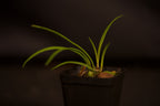 Encyclia tampensis