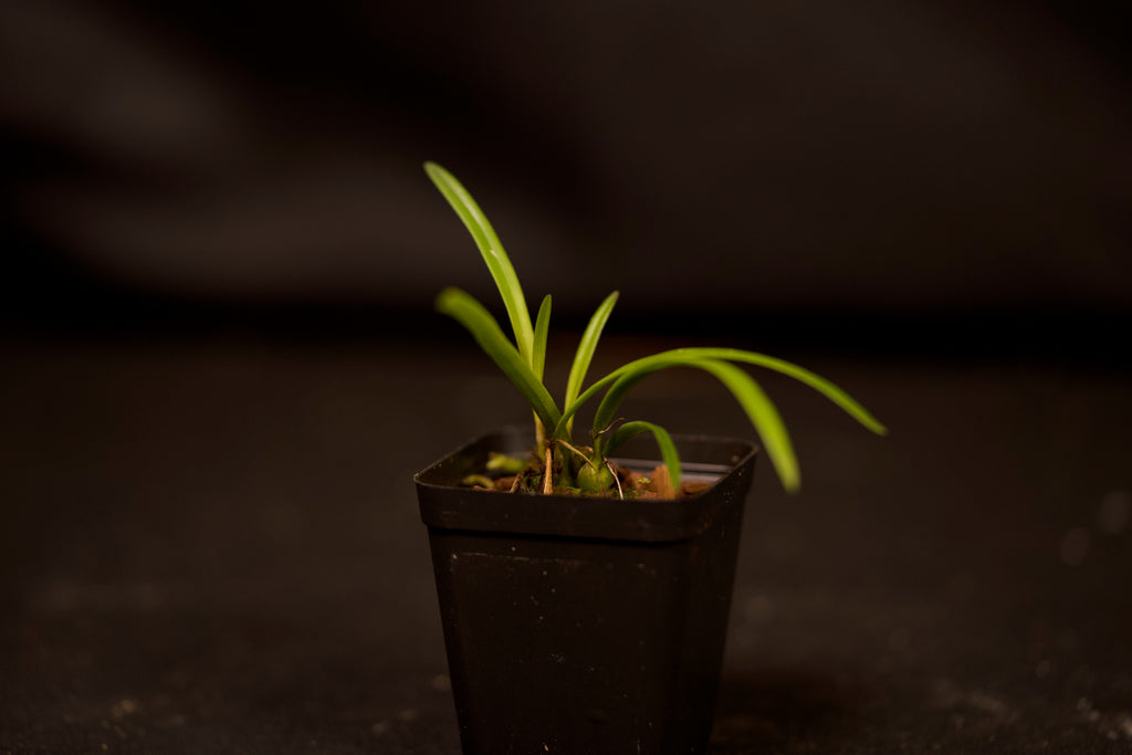 Encyclia tampensis