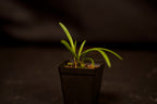 Encyclia tampensis
