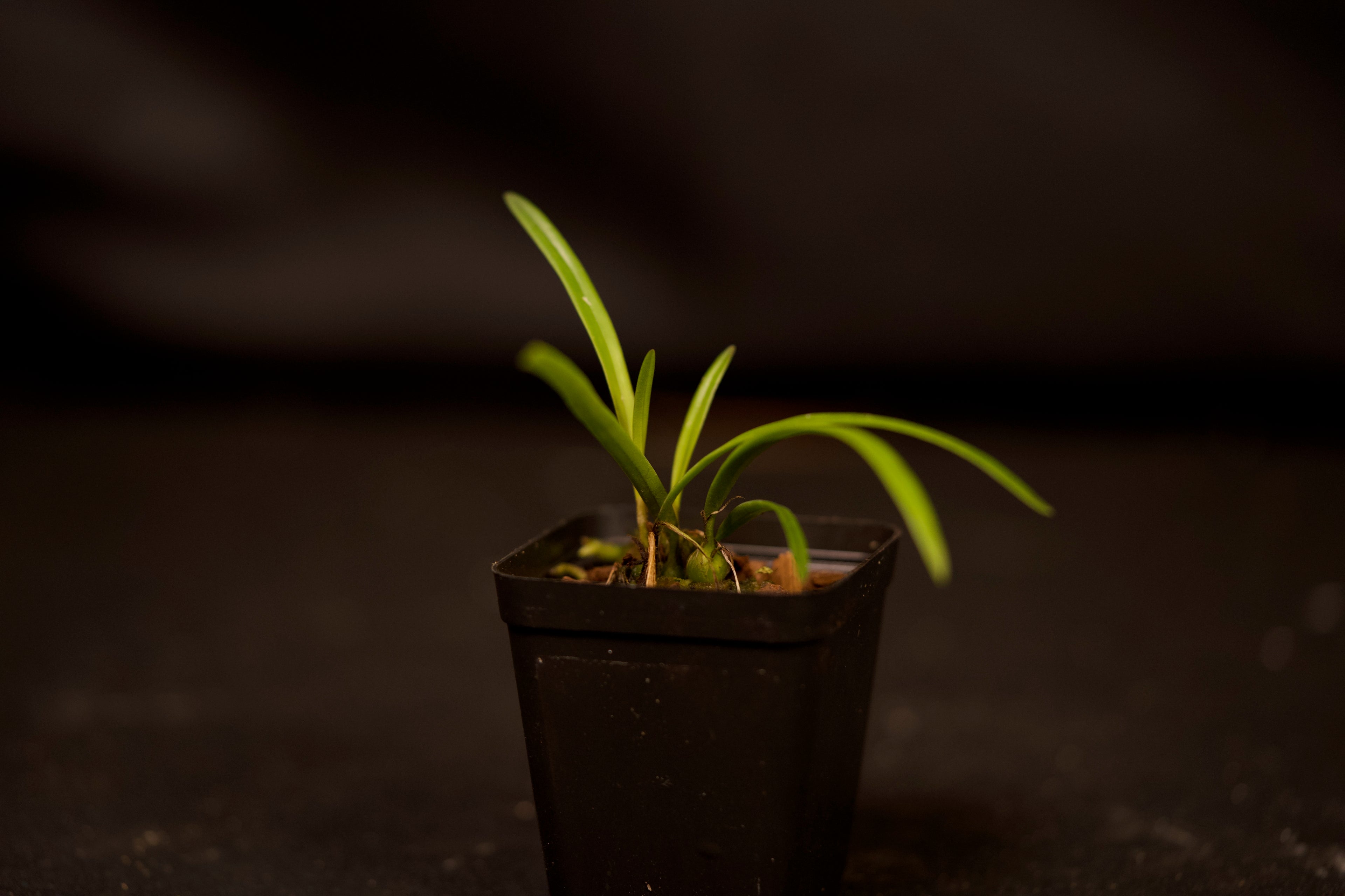 Encyclia tampensis