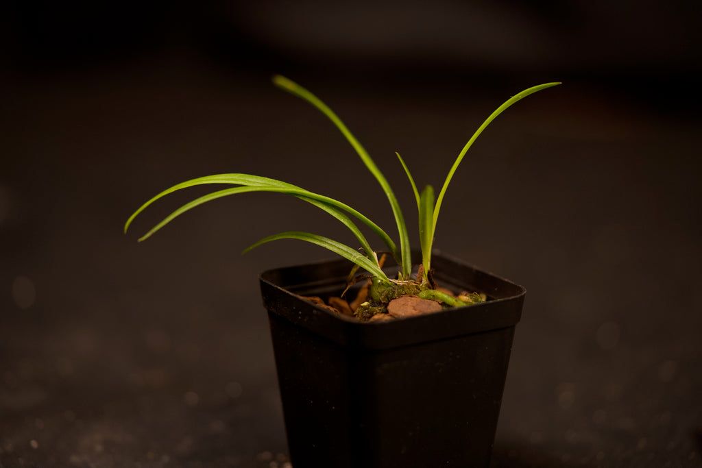 Encyclia tampensis
