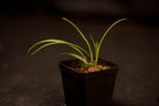 Encyclia tampensis