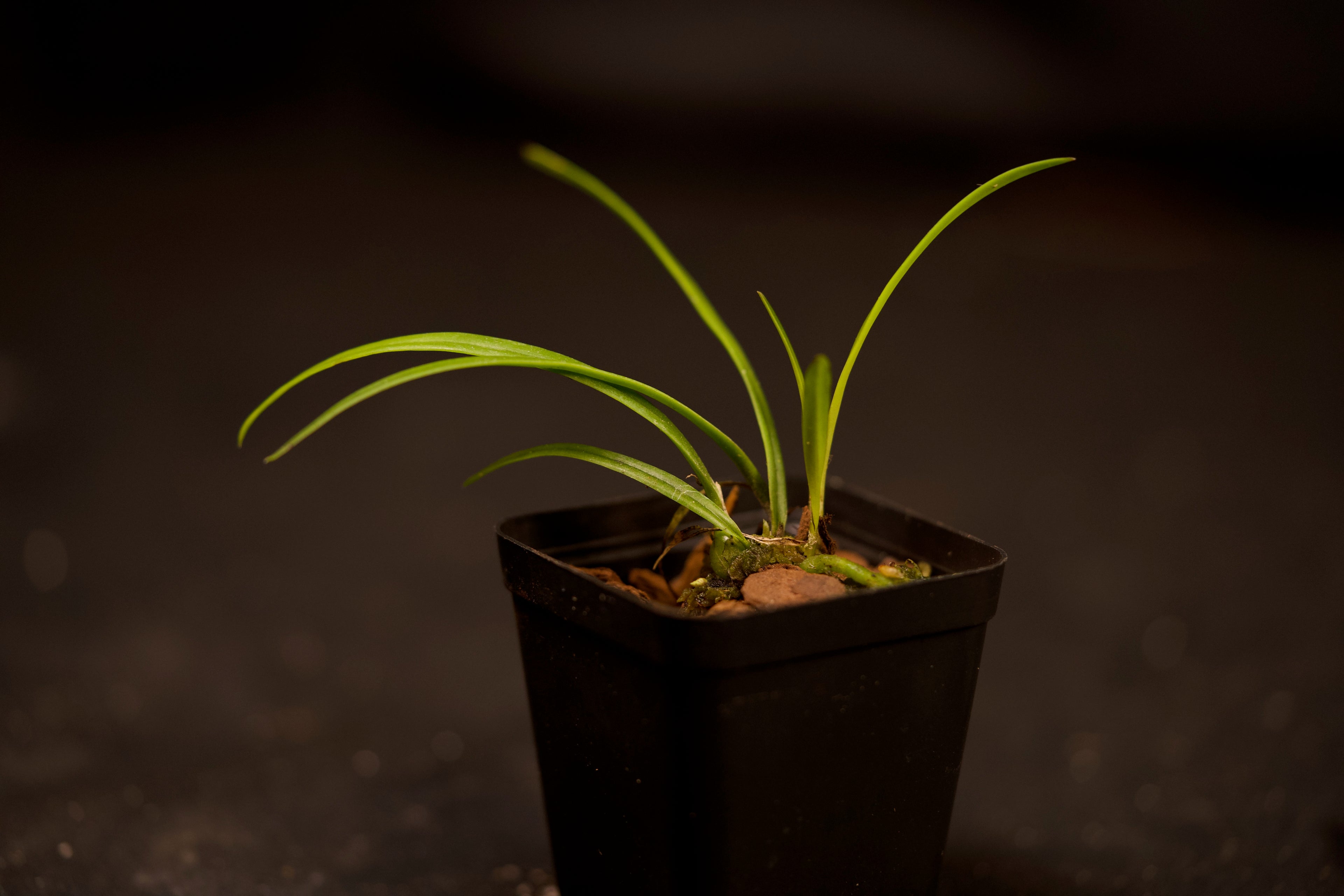 Encyclia tampensis