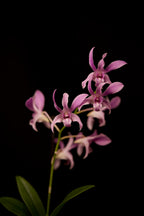Dendrobium gouldii × compactum