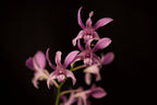 Dendrobium gouldii × compactum