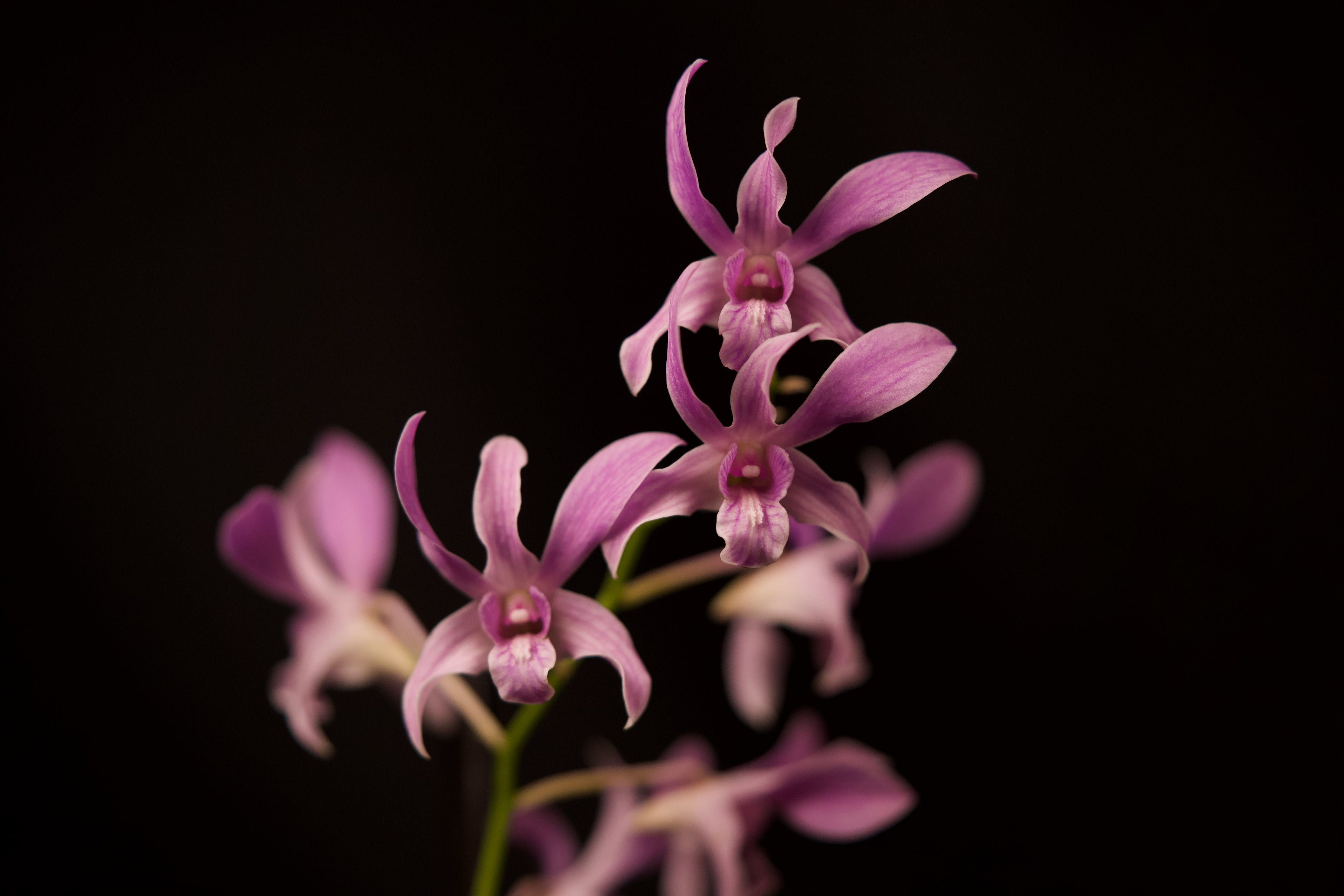 Dendrobium gouldii × compactum