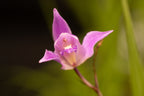 Bletia purpurea