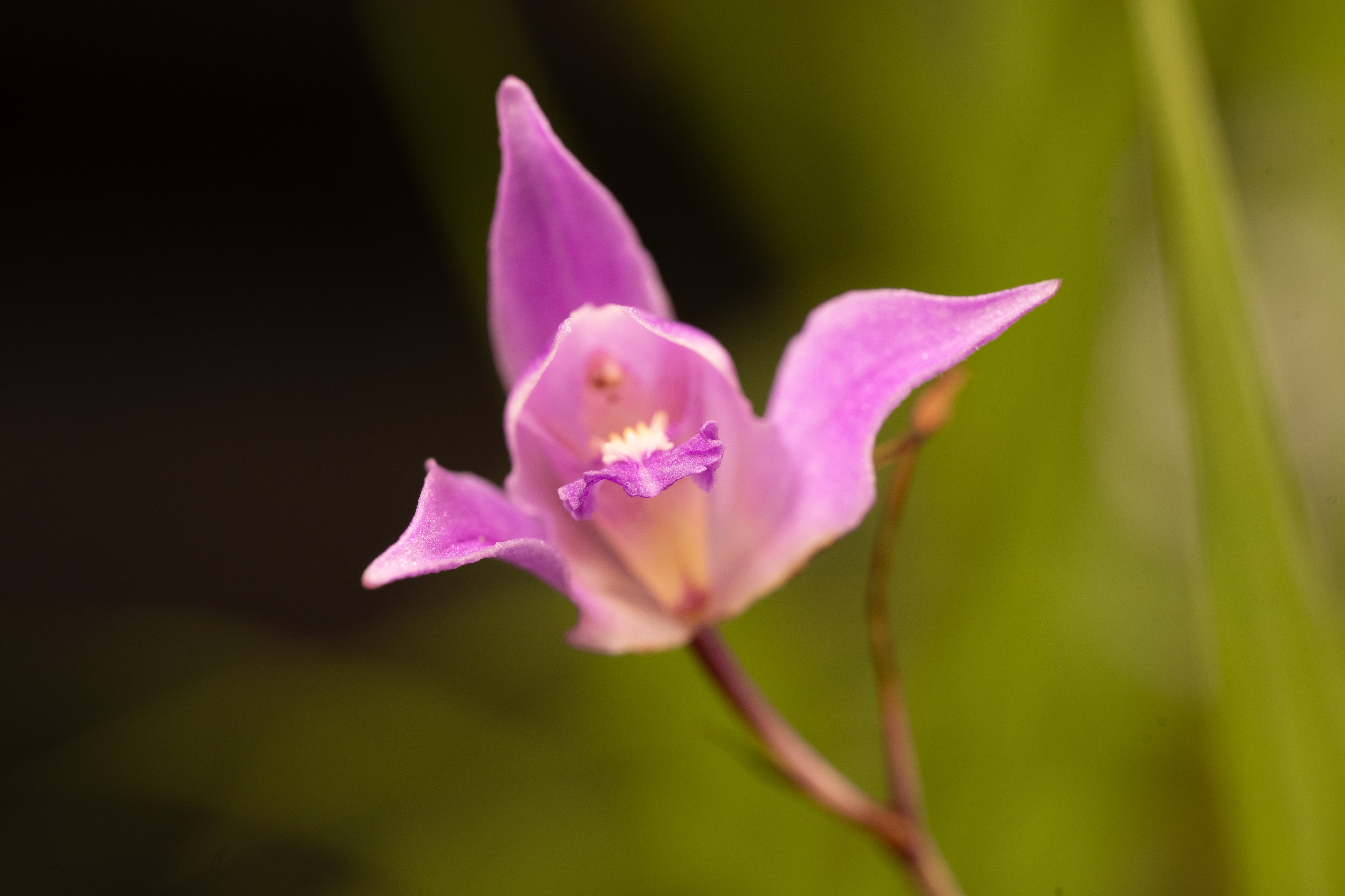 Bletia purpurea