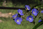 Dichorisandra penduliflora