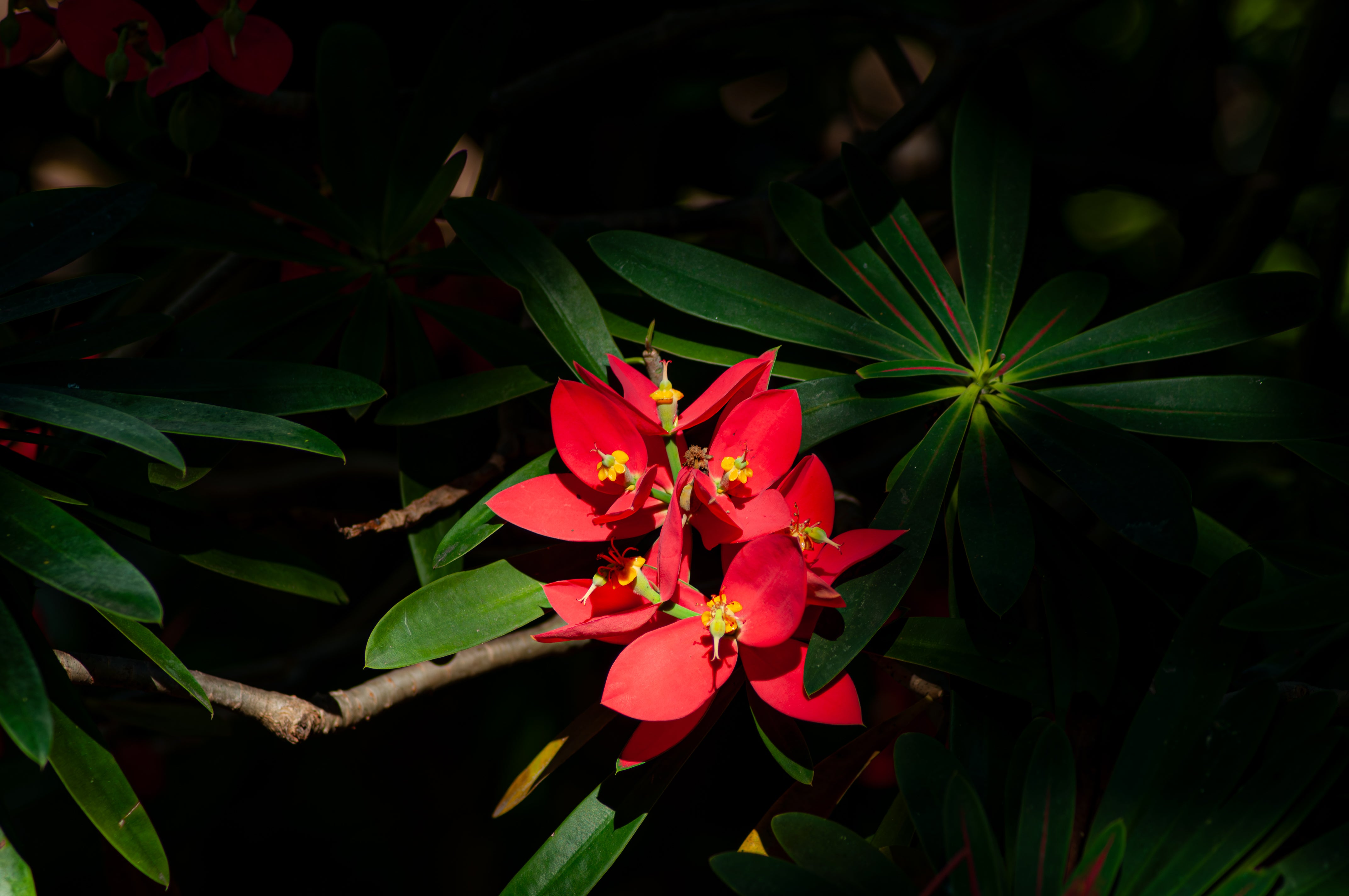 Jamaican Poinsettia - Euphorbia Punicea