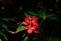 Euphorbia punicea