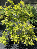 Dendrolobium umbellatum 'Vanuatu'