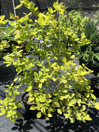 Dendrolobium umbellatum 'Vanuatu'