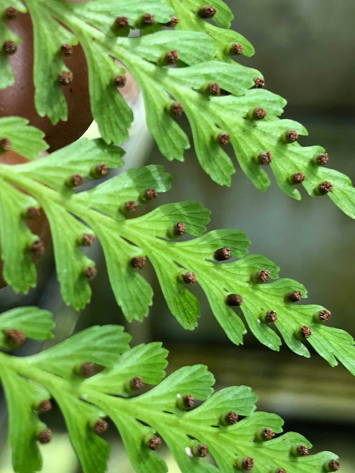 Dennstaedtia bipinnata