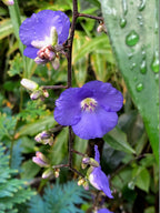 Dichorisandra penduliflora