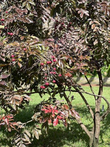 Dimocarpus sp. ‘Ruby Longan’