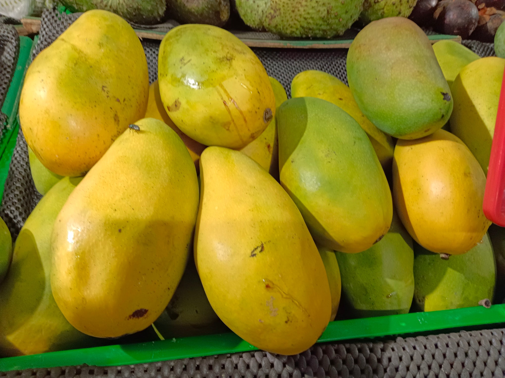 Mangifera indica 'Dusari'