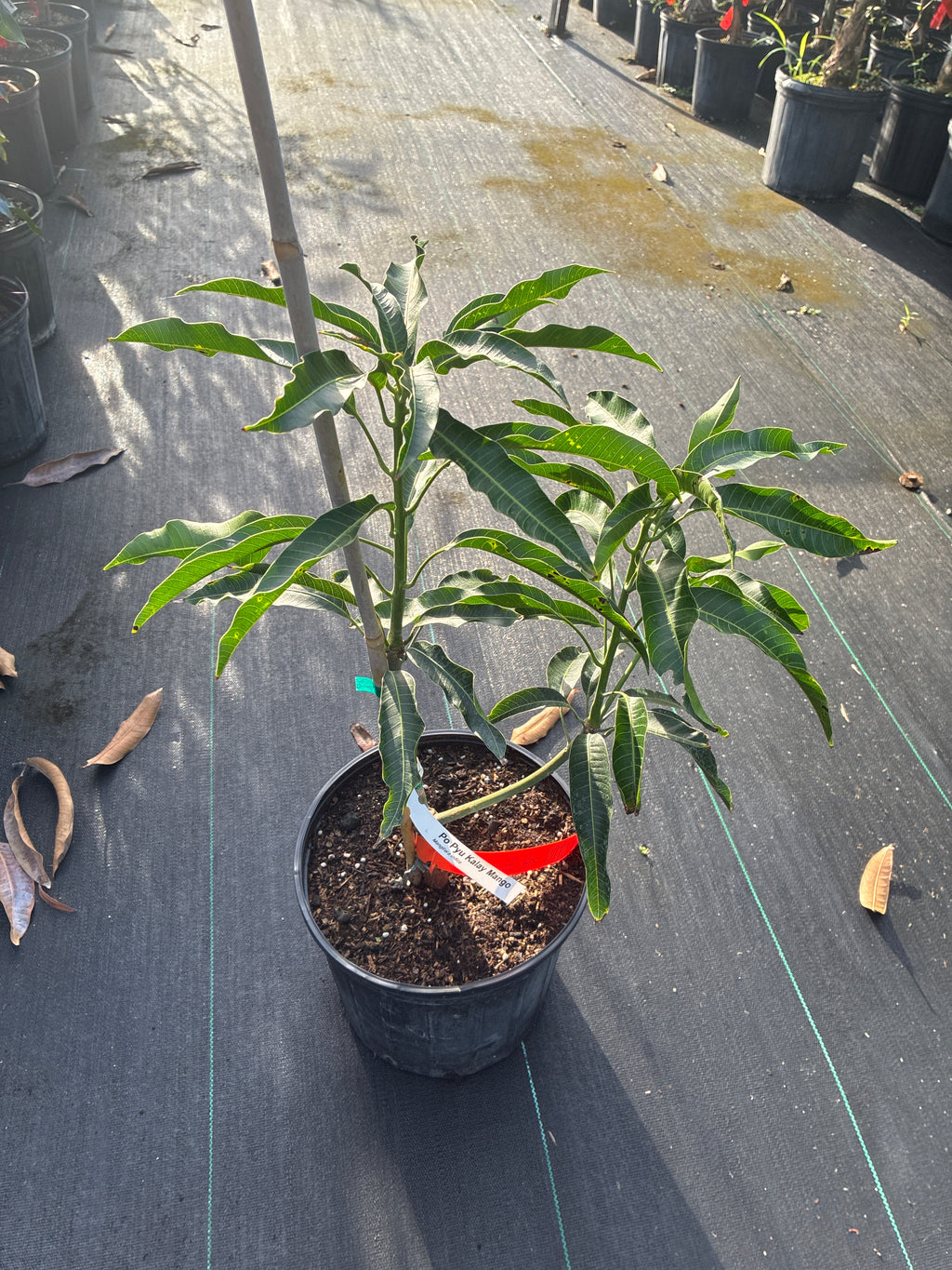Mangifera indica 'Lemon Meringue' Tree