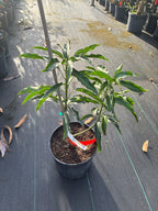Mangifera indica 'Lemon Meringue' Tree