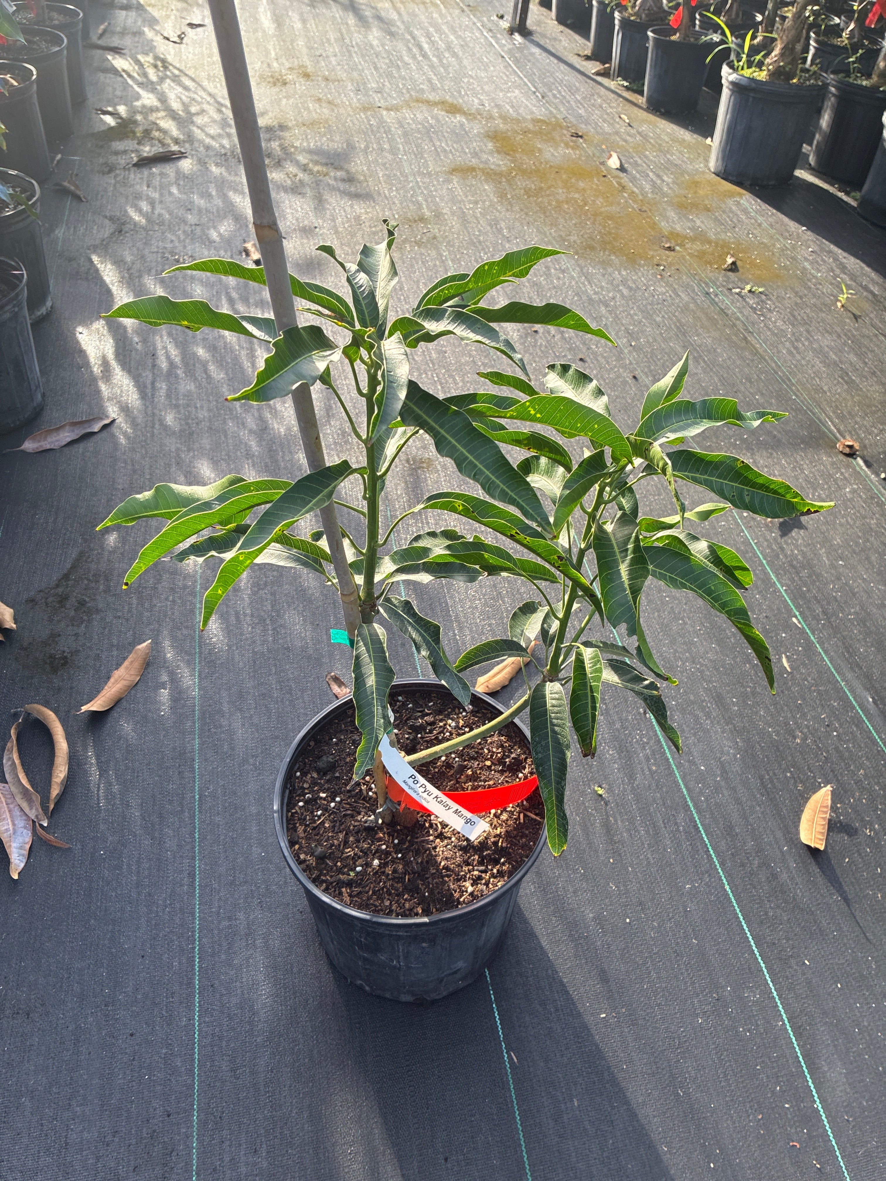 Mangifera indica 'Lemon Meringue' Tree