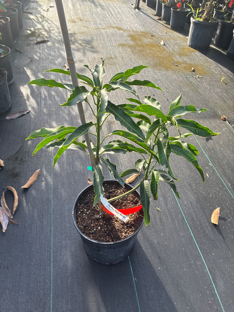 Mangifera indica 'Lemon Meringue' Tree
