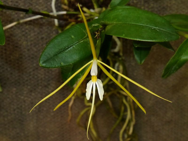 The Million Orchid Project - Epidendrum nocturnum