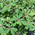 Euphorbia bongolavensis