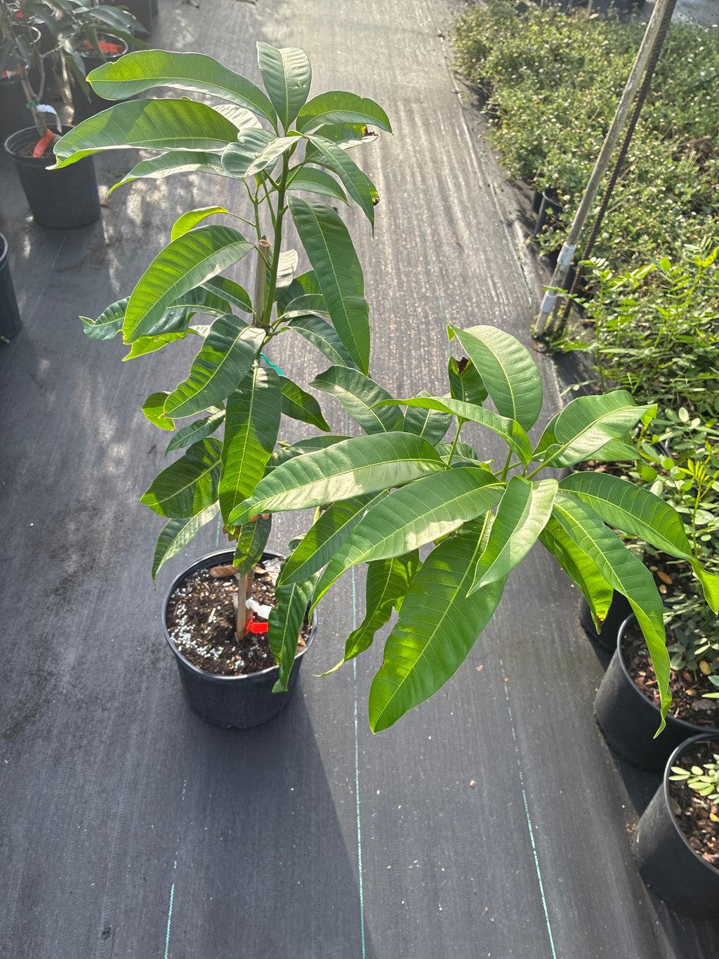 Mangifera indica 'Carrie' Tree