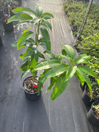 Mangifera indica 'Carrie' Tree