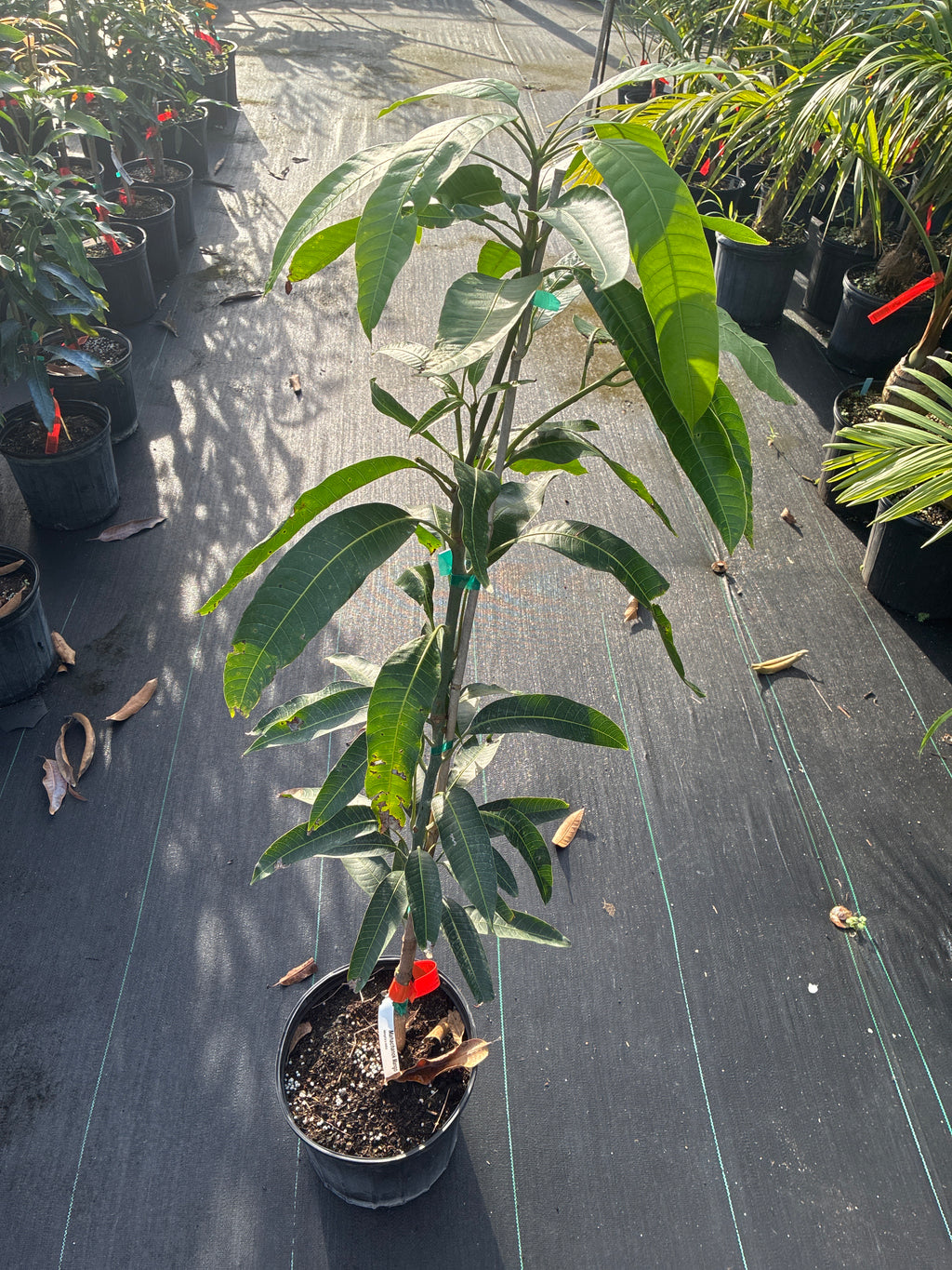Mangifera indica 'Maha Chanok' Tree