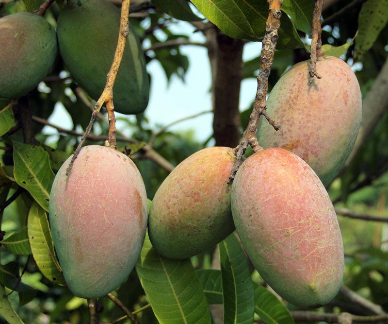 Mangifera indica 'Fruit Cocktail'