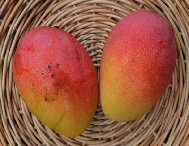Mangifera indica 'Fruit Punch'