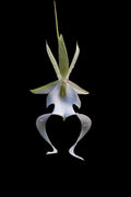 Dendrophylax lindenii