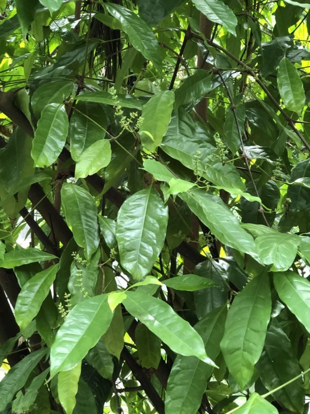 Gnetum gnemon