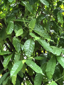 Gnetum gnemon